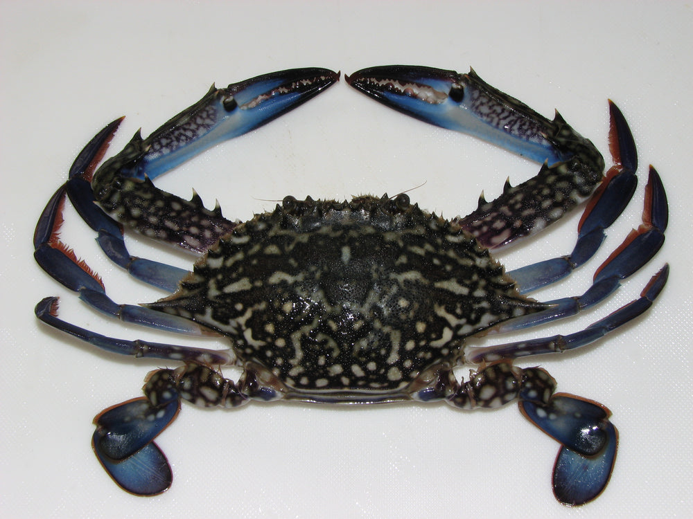 Blue Swimming Crab imported from- Fresh - Bahran
